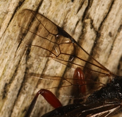 Aspicolpus carinator