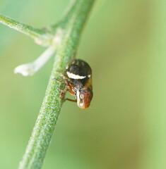 Bathyllus albicinctus
