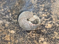 Eurytrochus strangei