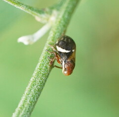 Bathyllus albicinctus