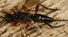 Aspicolpus carinator