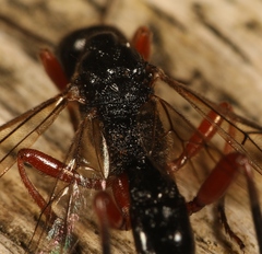 Aspicolpus carinator