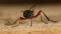 Aspicolpus carinator