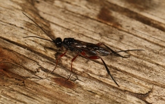 Aspicolpus carinator