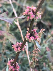 Rumex conglomeratus