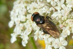 Chrysogaster solstitialis