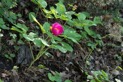 Paeonia caucasica