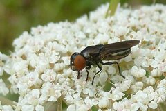 Chrysogaster solstitialis