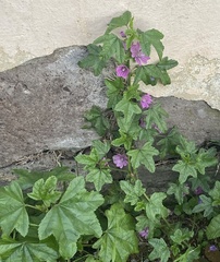 Malva sylvestris