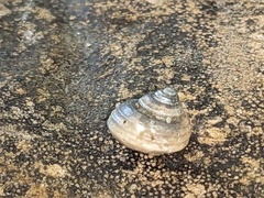 Eurytrochus strangei