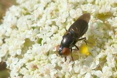 Chrysogaster solstitialis