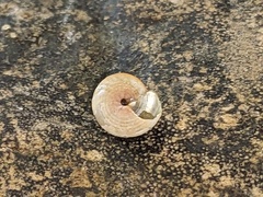 Eurytrochus strangei