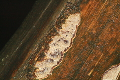 Neoantrodia serialis