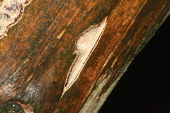 Neoantrodia serialis