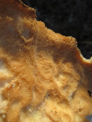 Hypomyces aurantius