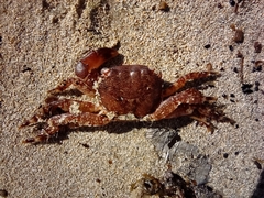 Brachyura