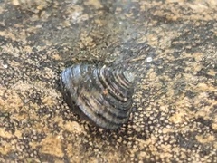 Eurytrochus strangei