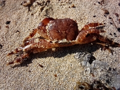 Brachyura