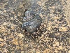 Eurytrochus strangei