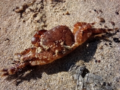 Brachyura