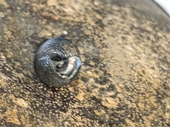 Eurytrochus strangei