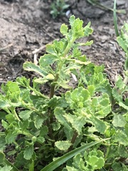 Centipeda cunninghamii