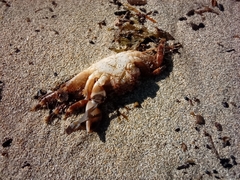 Brachyura