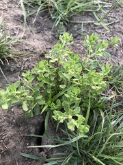 Centipeda cunninghamii