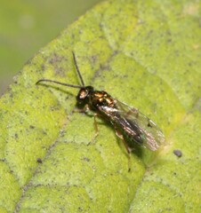 Miscogastrinae