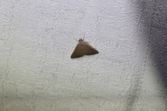 Cyclophora obstataria