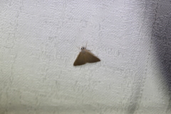 Cyclophora obstataria