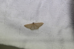 Poecilasthena pulchraria