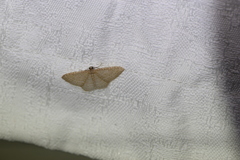 Poecilasthena pulchraria