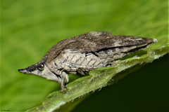 Traiguma