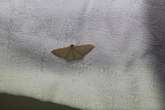 Poecilasthena pulchraria
