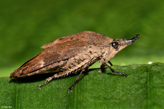 Traiguma