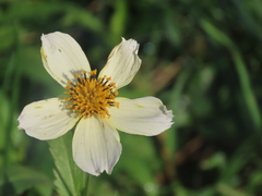 Bidens aurea