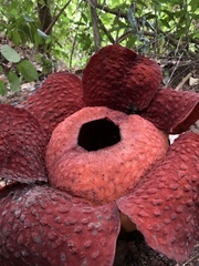 Rafflesia tuan-mudae
