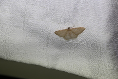 Poecilasthena pulchraria