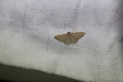 Poecilasthena pulchraria