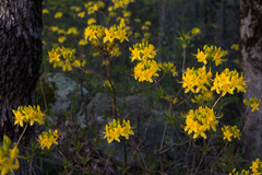 Rhododendron luteum