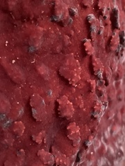Rafflesia tuan-mudae