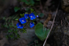 Veronica umbrosa