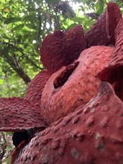 Rafflesia tuan-mudae