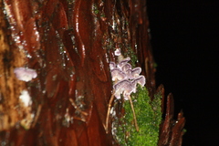 Trichaptum fuscoviolaceum