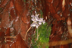 Trichaptum fuscoviolaceum