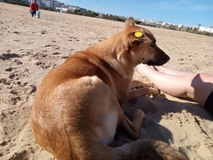Canis familiaris