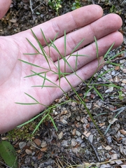 Anisotome filifolia