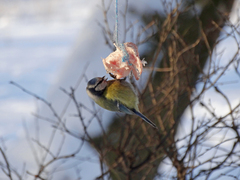 Cyanistes caeruleus
