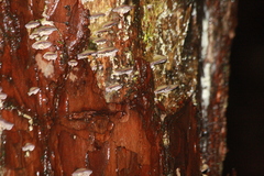 Trichaptum fuscoviolaceum